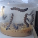 Day 6 Painted Lady Butterflies