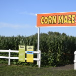 Edmonton Corn Maze
